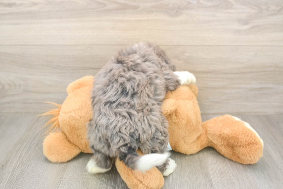 Meet Benny - our Mini Bernedoodle Puppy Photo  3/3 - Lone Star Pups Best Mini Bernedoodle Baby