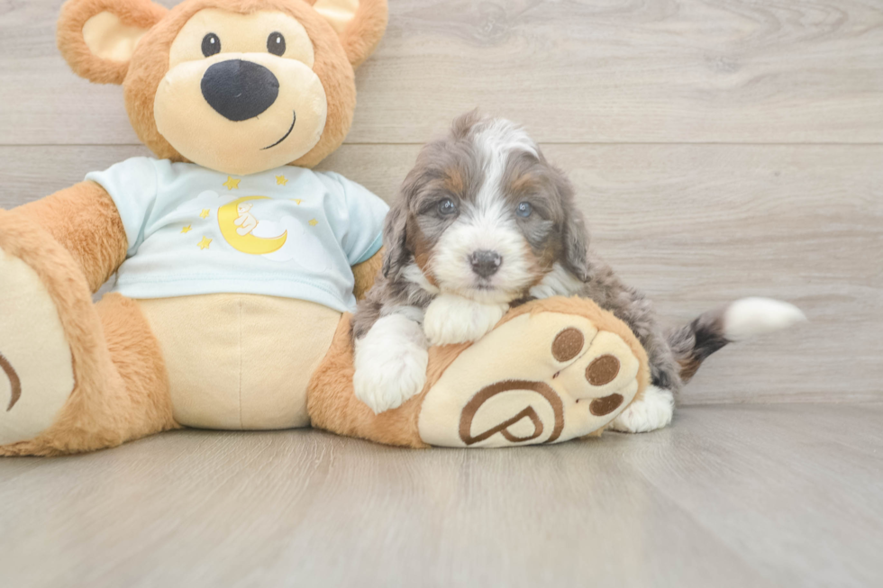 Meet Benny - our Mini Bernedoodle Puppy Photo  1/3 - Lone Star Pups Best Mini Bernedoodle Baby