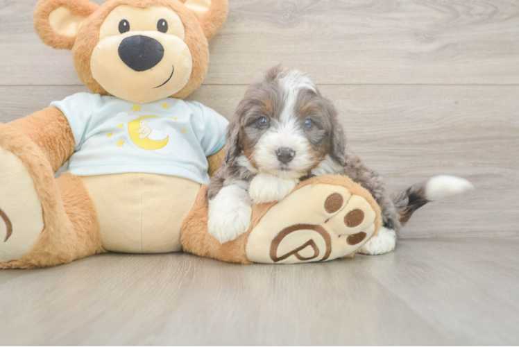 Meet Benny - our Mini Bernedoodle Puppy Photo  1/3 - Lone Star Pups Best Mini Bernedoodle Baby