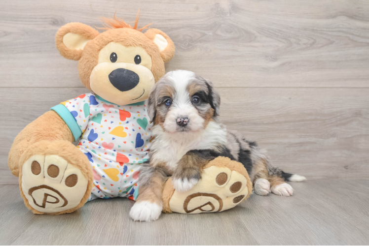 Best Mini Bernedoodle Baby