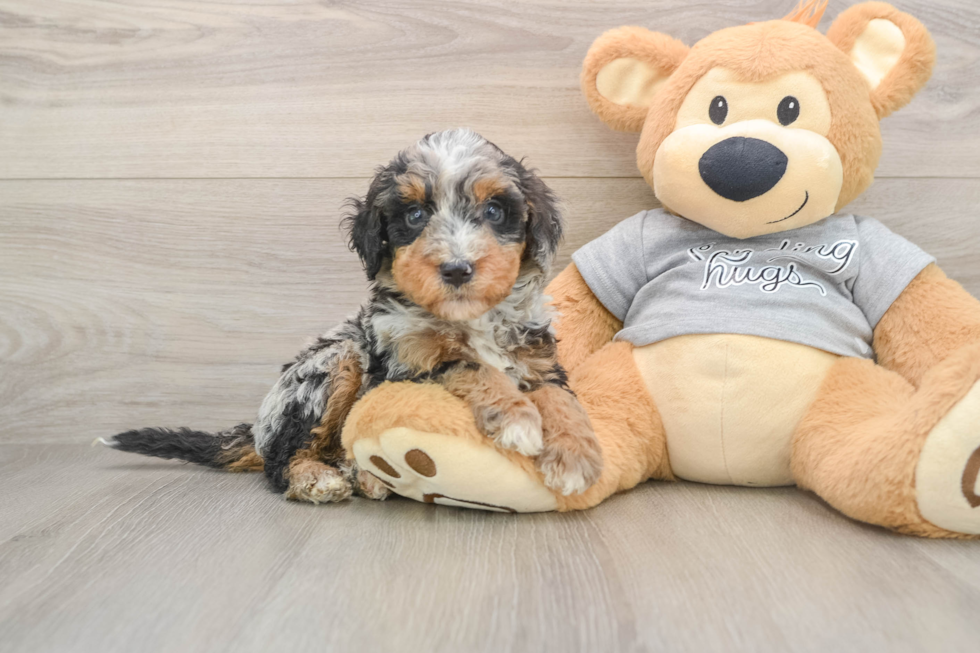 Sweet Mini Bernedoodle Baby