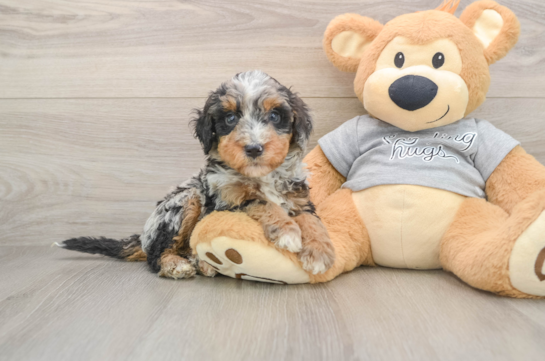 Sweet Mini Bernedoodle Baby