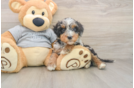 Best Mini Bernedoodle Baby