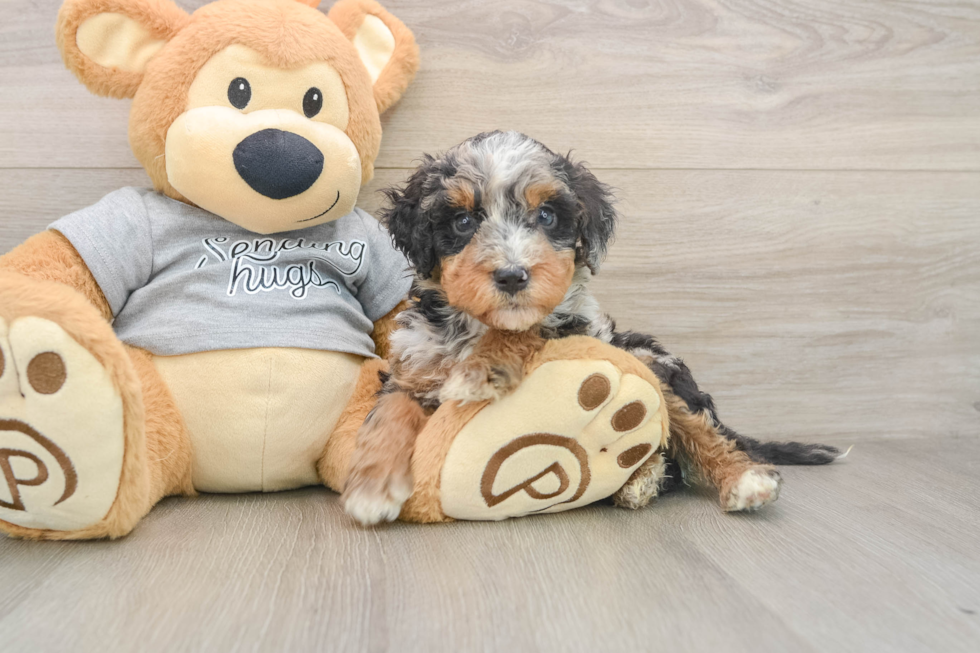 Best Mini Bernedoodle Baby