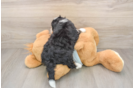 Mini Bernedoodle Pup Being Cute