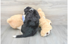 Mini Bernedoodle Puppy for Adoption