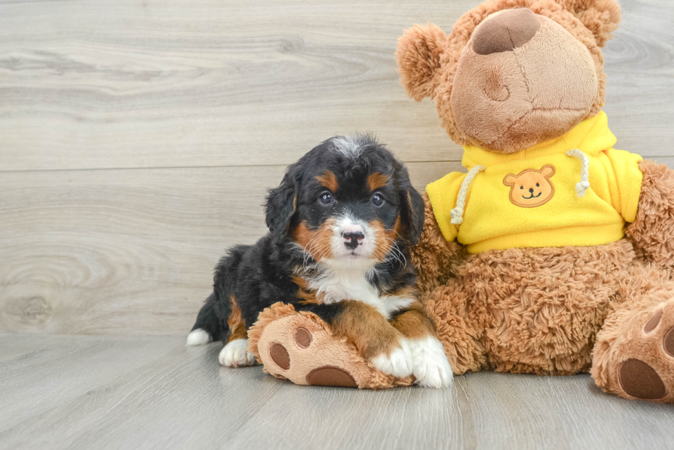 Playful Mini Bernepoo Poodle Mix Puppy