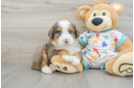 Mini Bernedoodle Pup Being Cute