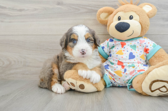 Mini Bernedoodle Pup Being Cute