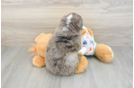 Hypoallergenic Mini Bernesedoodle Poodle Mix Puppy