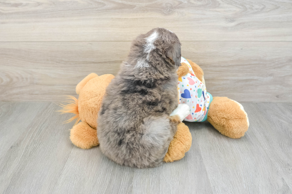 Hypoallergenic Mini Bernesedoodle Poodle Mix Puppy