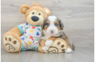 Smart Mini Bernedoodle Poodle Mix Pup