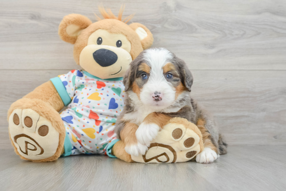 Smart Mini Bernedoodle Poodle Mix Pup