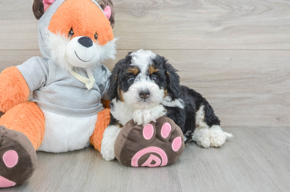 7 week old Mini Bernedoodle Puppy For Sale - Lone Star Pups