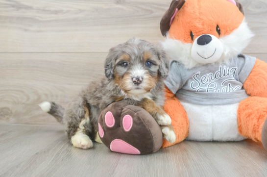 Best Mini Bernedoodle Baby