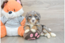Sweet Mini Bernedoodle Baby