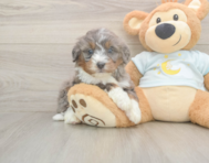 6 week old Mini Bernedoodle Puppy For Sale - Lone Star Pups