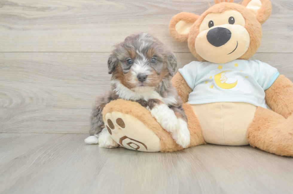 5 week old Mini Bernedoodle Puppy For Sale - Lone Star Pups