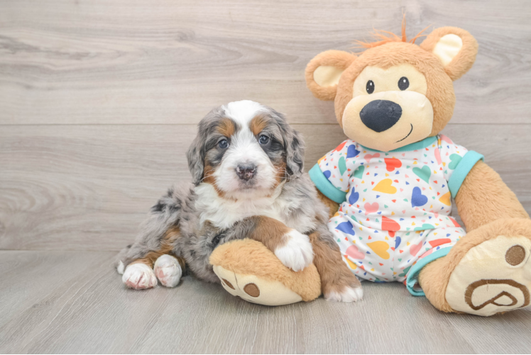 Mini Bernedoodle Puppy for Adoption