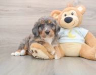 6 week old Mini Bernedoodle Puppy For Sale - Lone Star Pups