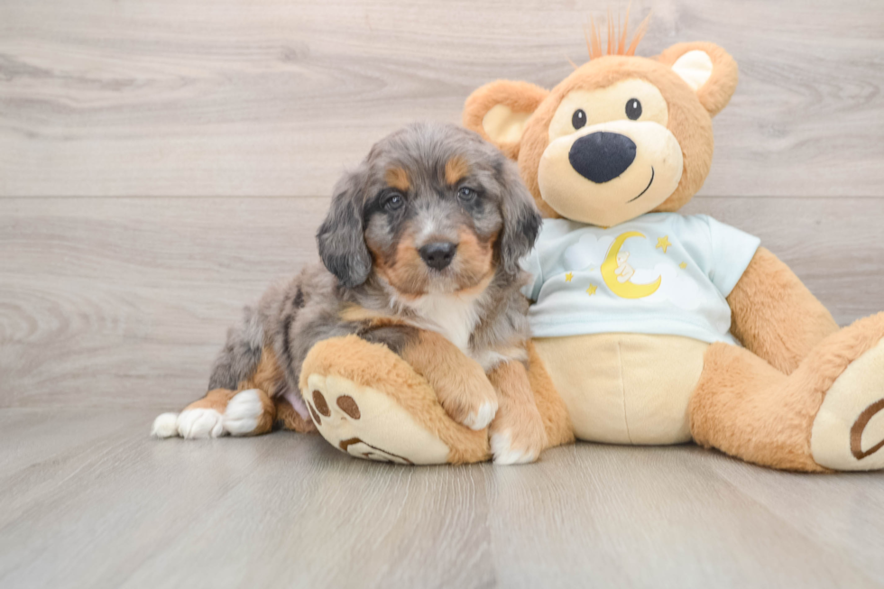 Smart Mini Bernedoodle Poodle Mix Pup
