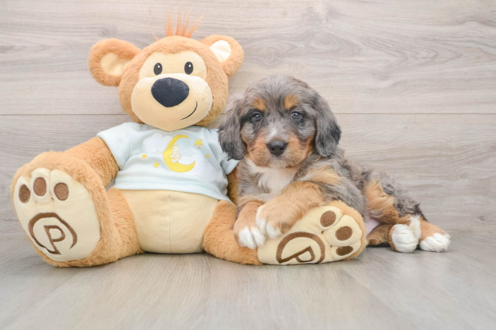 Hypoallergenic Mini Bernesedoodle Poodle Mix Puppy