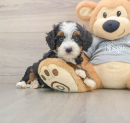 6 week old Mini Bernedoodle Puppy For Sale - Lone Star Pups