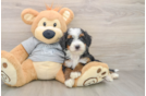 Energetic Mini Bernese Poodle Poodle Mix Puppy