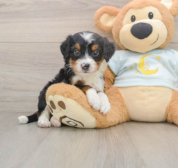 8 week old Mini Bernedoodle Puppy For Sale - Lone Star Pups