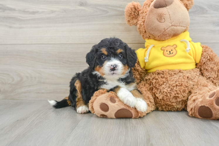 Best Mini Bernedoodle Baby