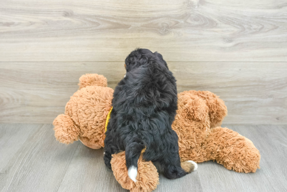 Petite Mini Bernedoodle Poodle Mix Pup