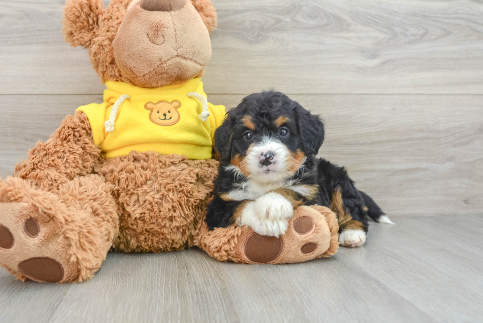 Best Mini Bernedoodle Baby