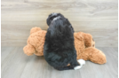 Energetic Mini Bernesedoodle Poodle Mix Puppy