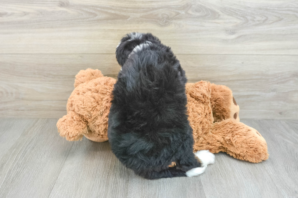 Energetic Mini Bernesedoodle Poodle Mix Puppy