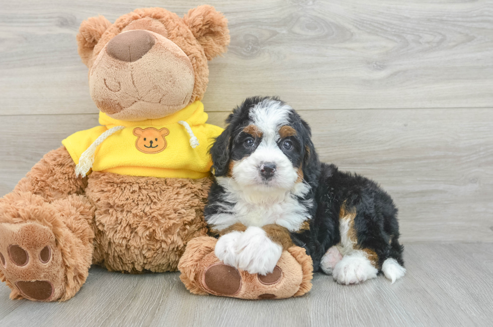 6 week old Mini Bernedoodle Puppy For Sale - Lone Star Pups