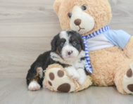 6 week old Mini Bernedoodle Puppy For Sale - Lone Star Pups