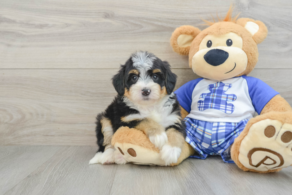 Meet Berlin - our Mini Bernedoodle Puppy Photo  1/3 - Lone Star Pups Mini Bernedoodle Pup Being Cute