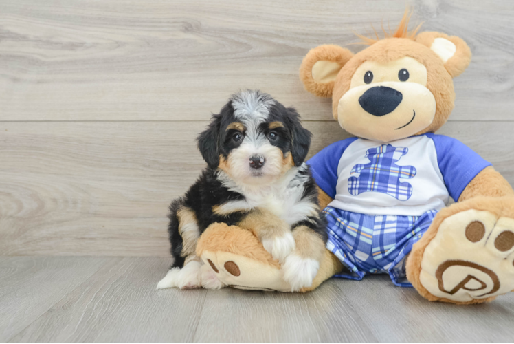 Meet Berlin - our Mini Bernedoodle Puppy Photo  1/3 - Lone Star Pups Mini Bernedoodle Pup Being Cute