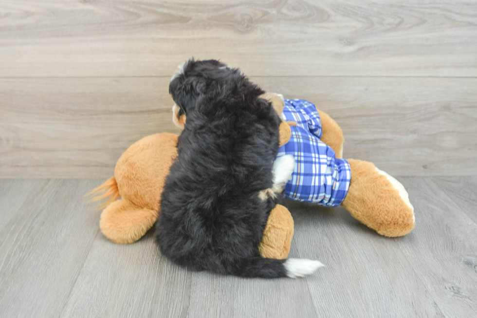 Meet Berlin - our Mini Bernedoodle Puppy Photo  3/3 - Lone Star Pups Smart Mini Bernedoodle Poodle Mix Pup