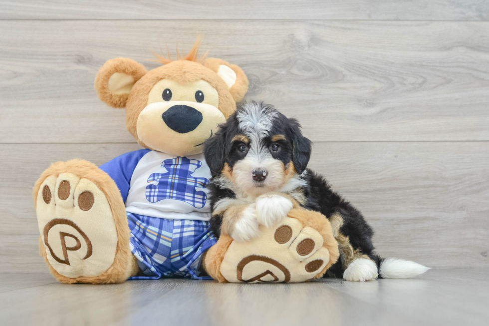 Meet Berlin - our Mini Bernedoodle Puppy Photo  2/3 - Lone Star Pups Sweet Mini Bernedoodle Baby