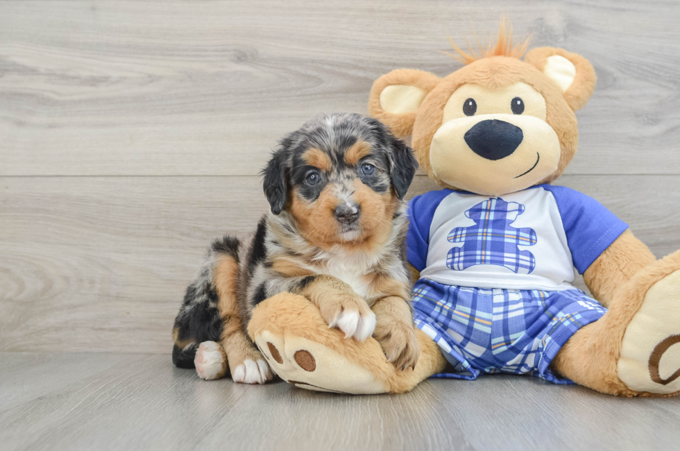 8 week old Mini Bernedoodle Puppy For Sale - Lone Star Pups