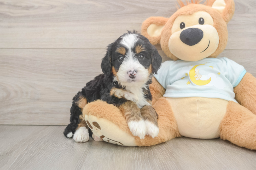 5 week old Mini Bernedoodle Puppy For Sale - Lone Star Pups