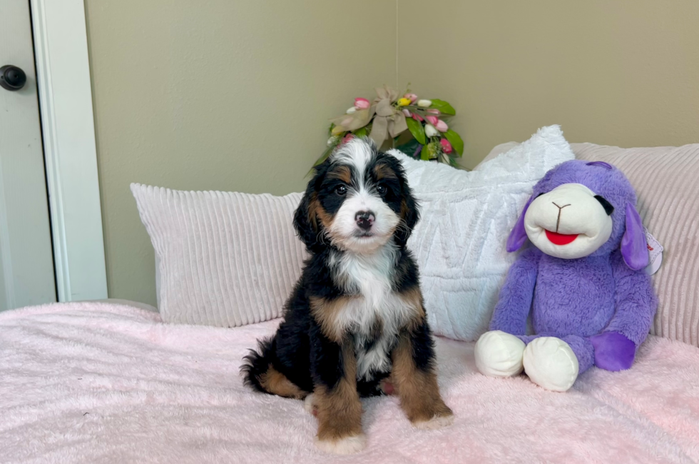 8 week old Mini Bernedoodle Puppy For Sale - Lone Star Pups