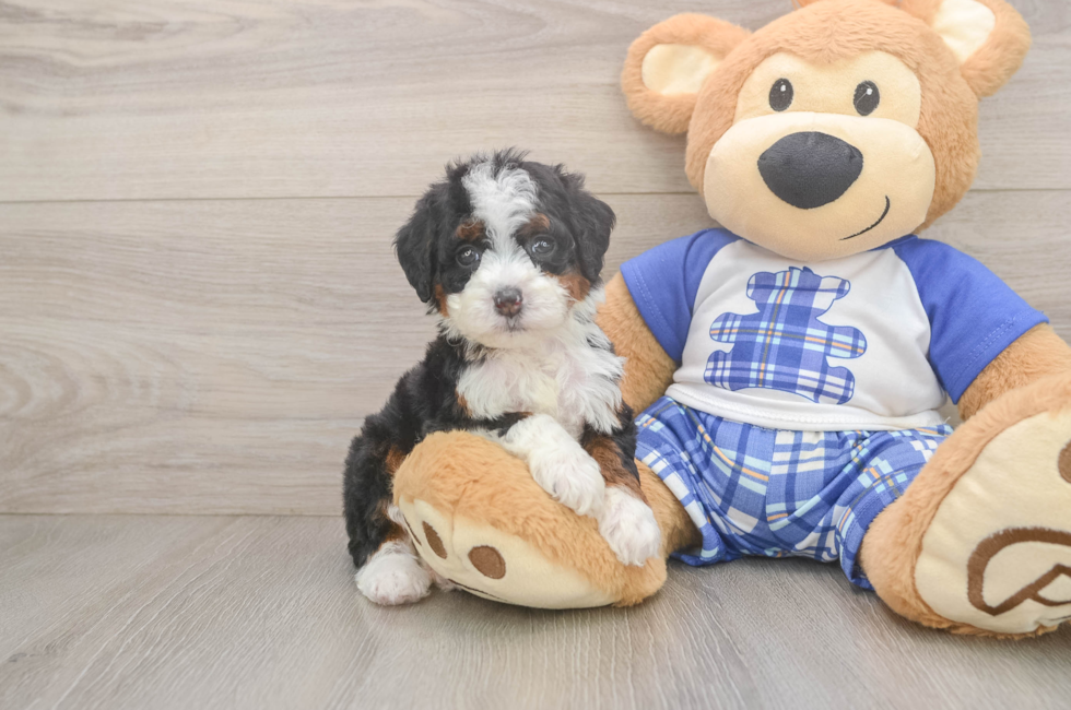 5 week old Mini Bernedoodle Puppy For Sale - Lone Star Pups