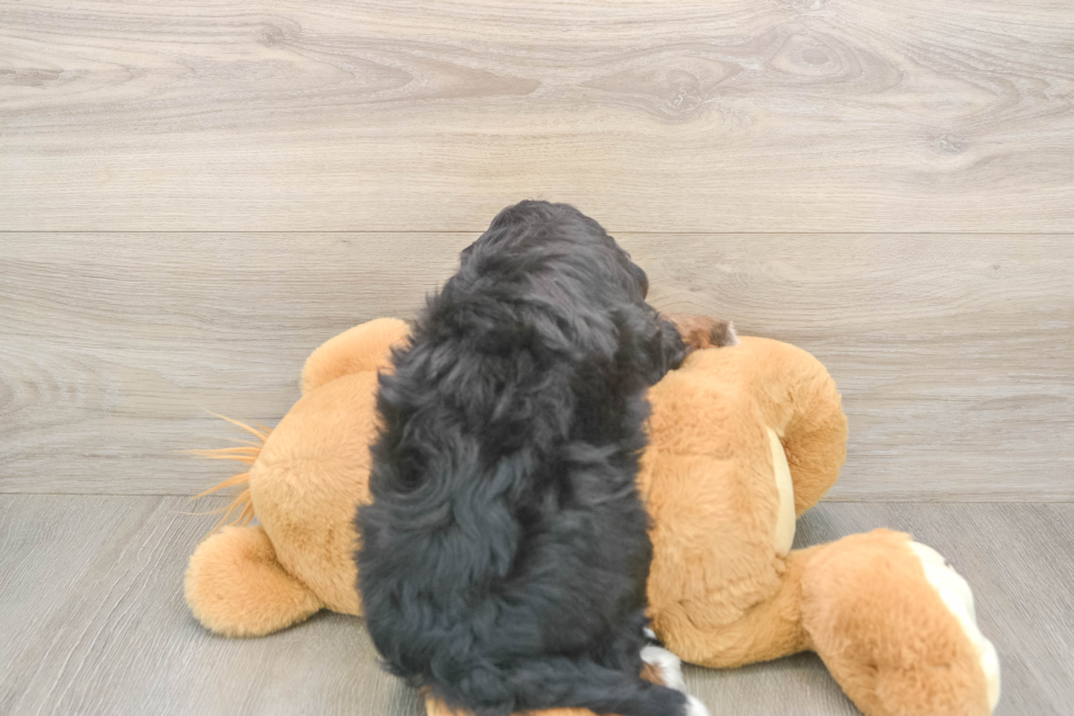 Popular Mini Bernedoodle Poodle Mix Pup