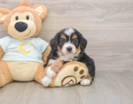 6 week old Mini Bernedoodle Puppy For Sale - Lone Star Pups