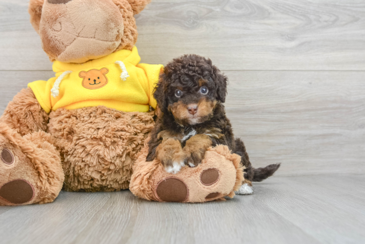 Fluffy Mini Bernedoodle Poodle Mix Pup