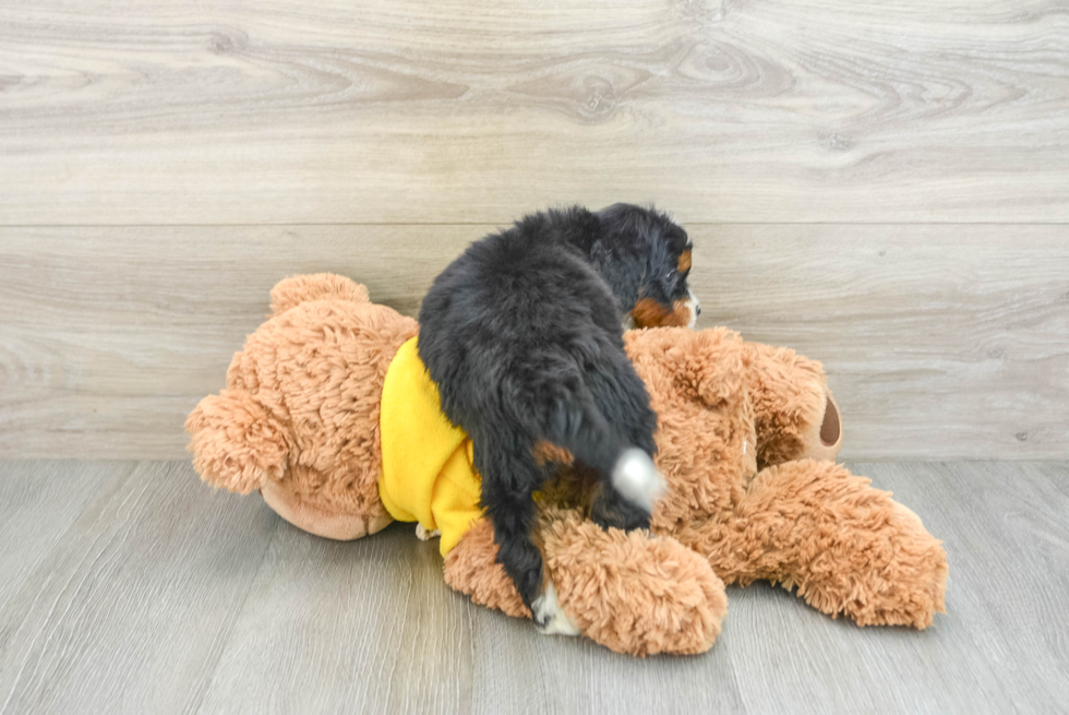 Mini Bernedoodle Puppy for Adoption