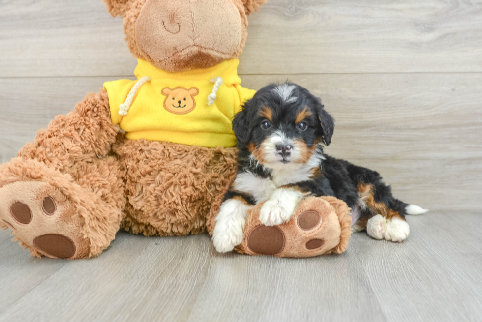 Small Mini Bernedoodle Baby