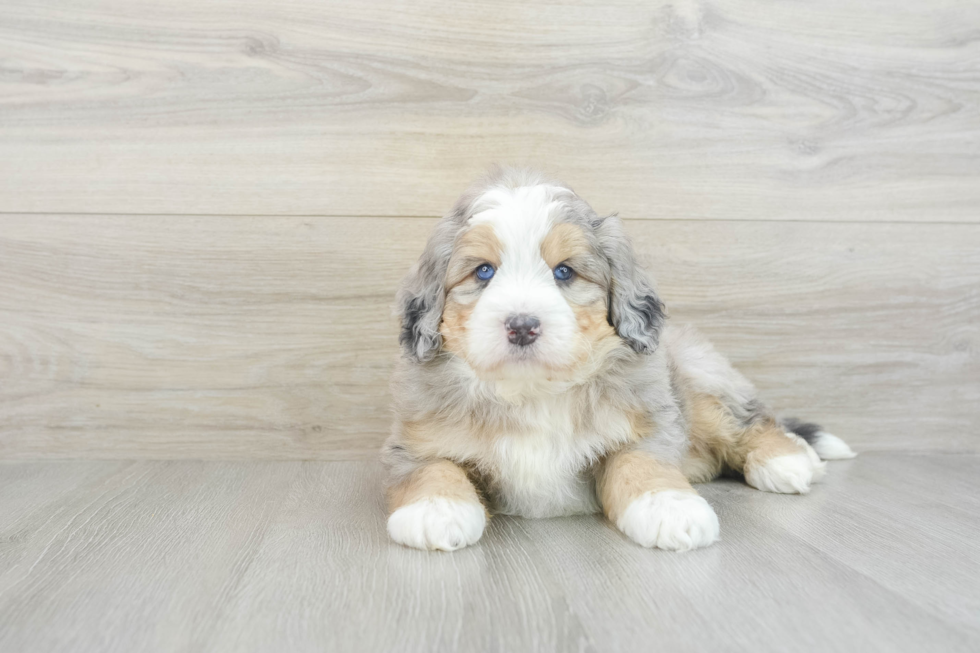 Sweet Mini Bernedoodle Baby